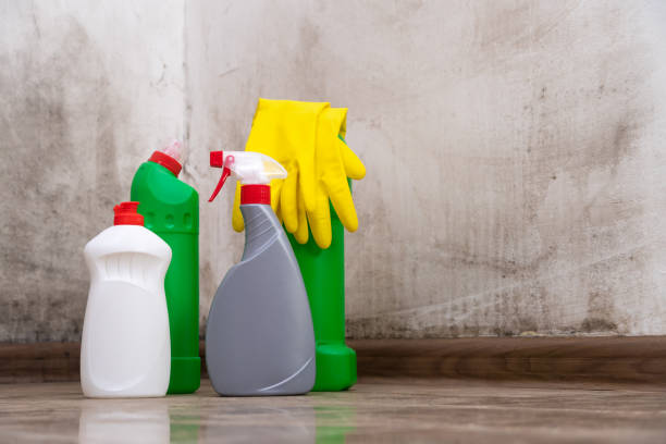 Why You Should Choose Our Mold Remediation Services in Bellevue, WA